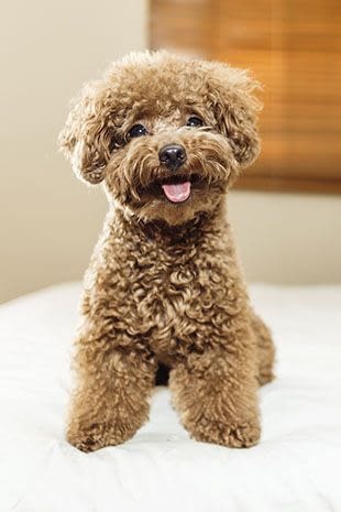 toy poodle cavapoo