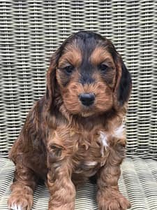 sable-red-cockapoo