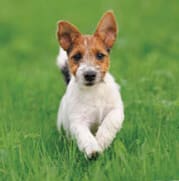 dog-grooming-banner (1)