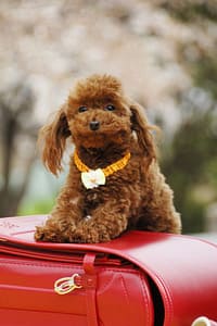 toy-poodle