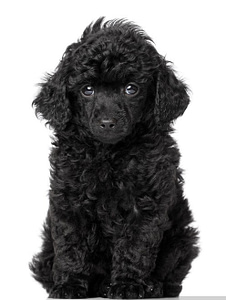 wall-murals-black-toy-poodle-puppy