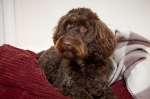 Shot11_Cockapoo_021