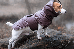 coats-dog-web