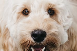 cocker-eyes-web