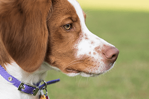 dog-collar-web
