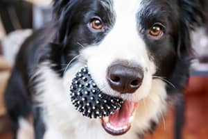 dog-happy