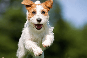 dog-recall-web