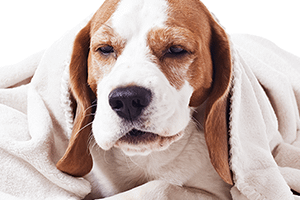 dog-with-cold-web