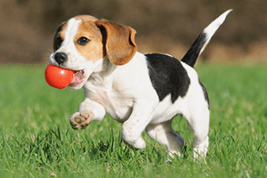 exercising-puppy-web