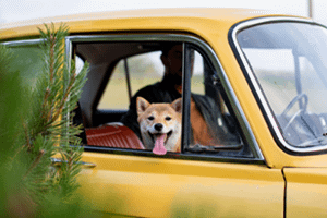 friendly-getaways-web