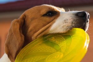 games-web-dog-thumb
