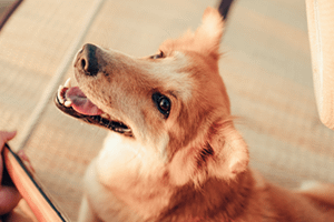 music-dogs-web