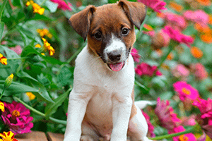 new-puppy-web