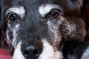 old-dog-eyes-web