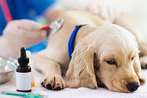 puppy-illness-web