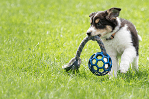 puppy-milestones-web