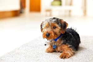 puppy-socialisation (1)