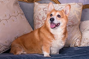 royal-dogs-web
