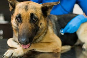 senior-dog-vet-web
