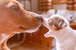 socialising-puppy