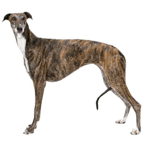 greyhound