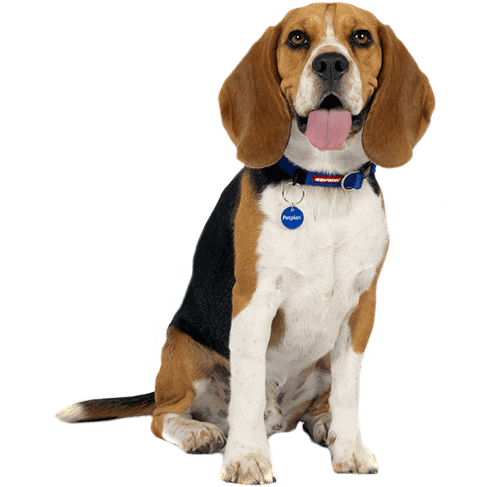 beagle (1)
