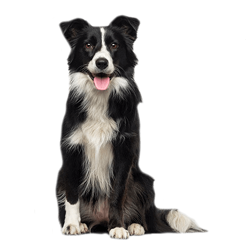 border-collie