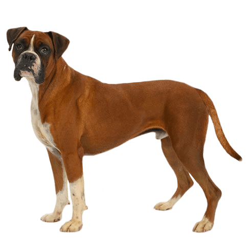 boxer