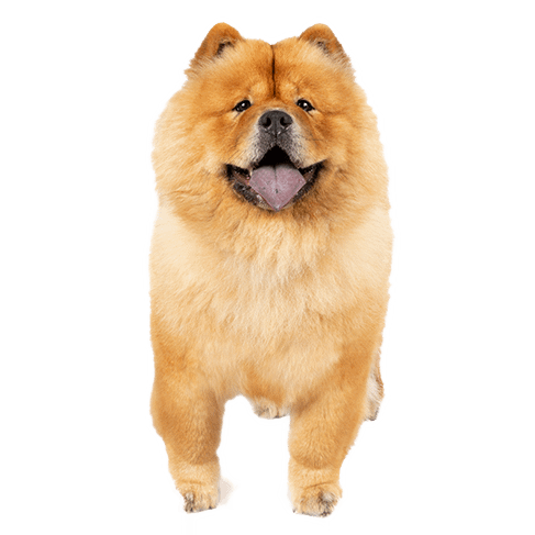 chow-chow