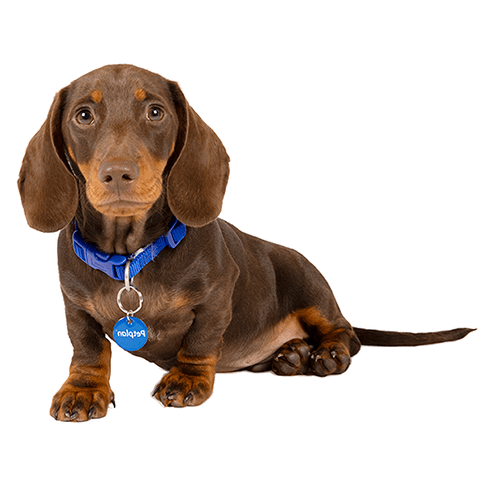 dachshund