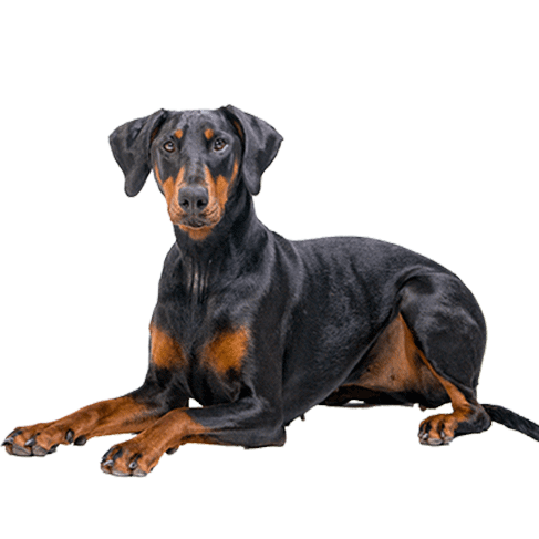 dobermann (1)