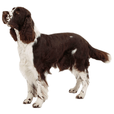 english-springer-spaniel