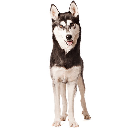 husky