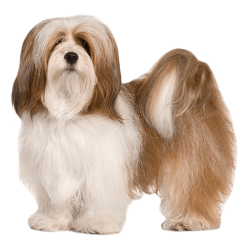 lhasa-apso (1)