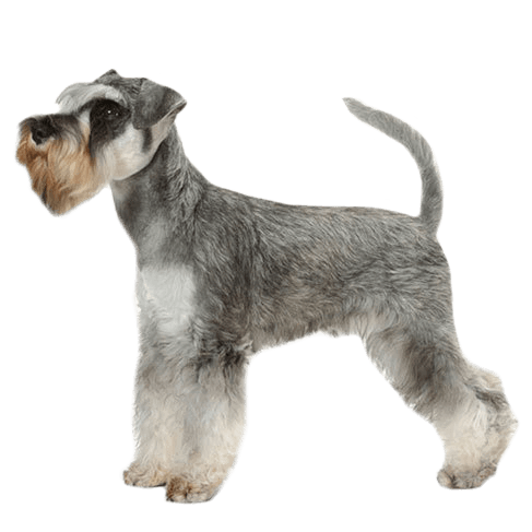 miniature-schnauzer