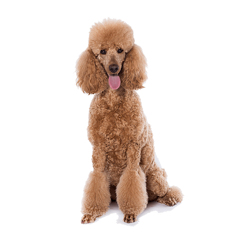 poodle
