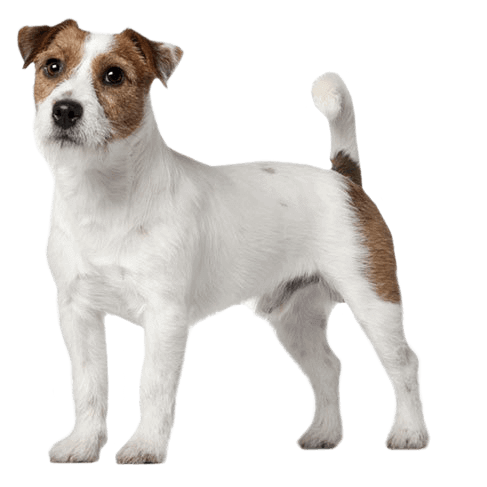 jack-russell-terrier